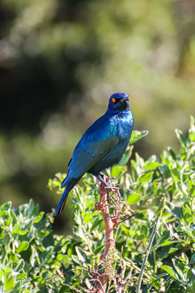 Plumage bleu