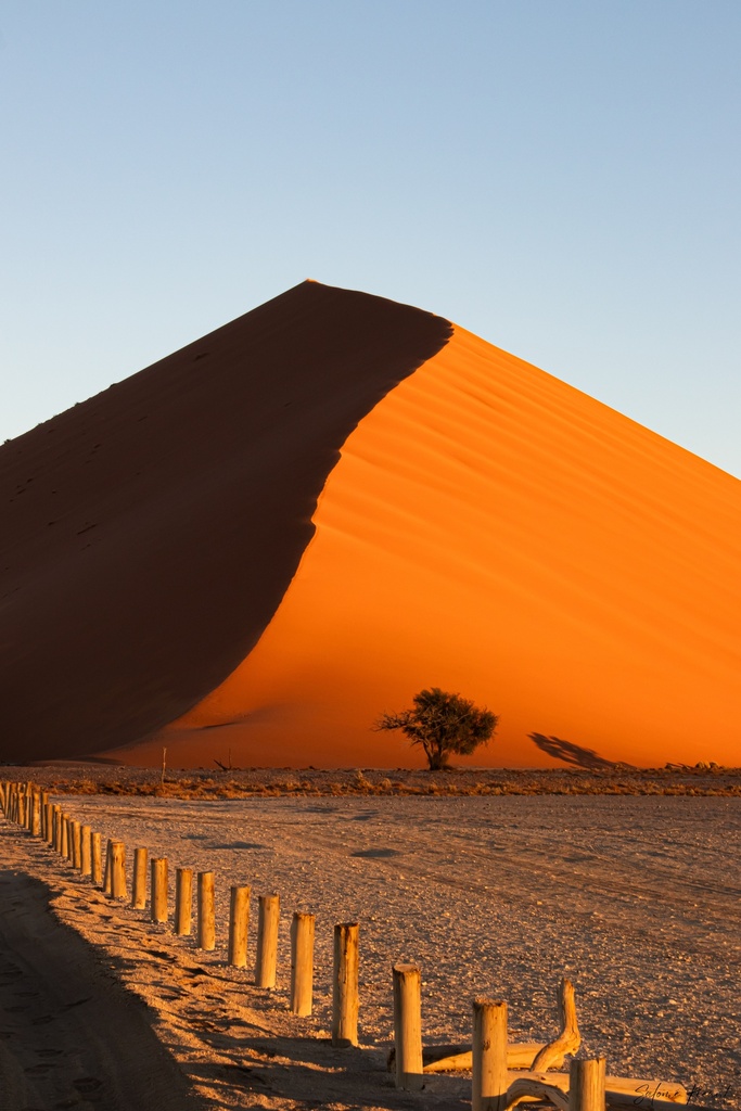 Dune 40