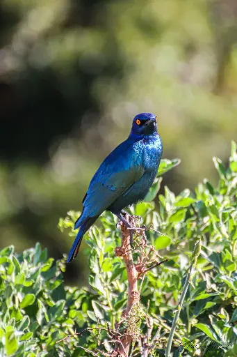Plumage bleu